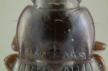 Media type: image;   Entomology 614255 Aspect: pronotum dorsal